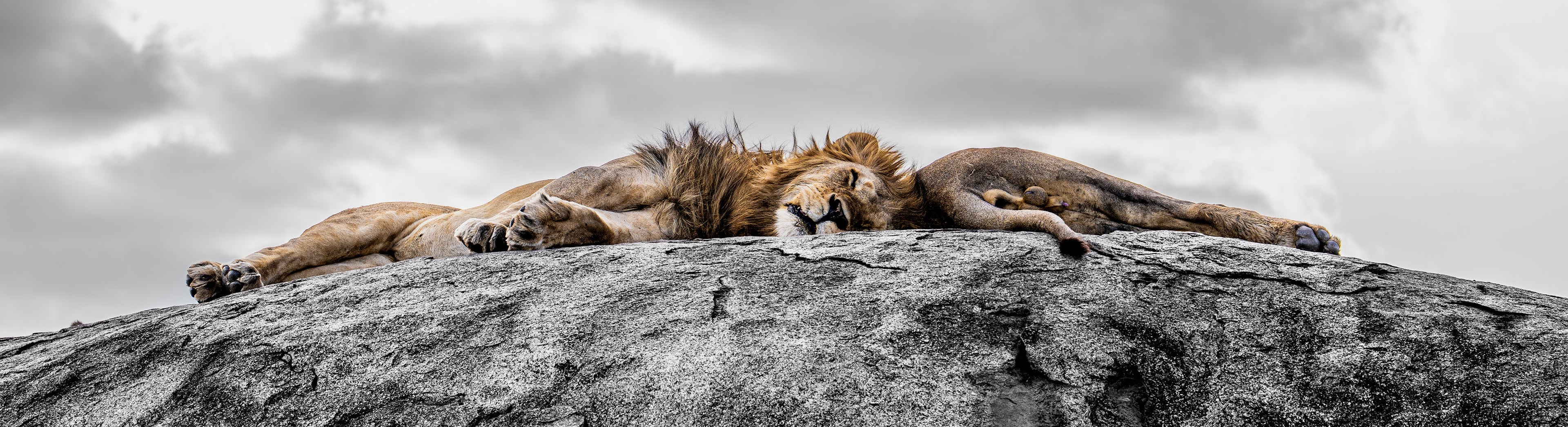 Fine Art Wildlife