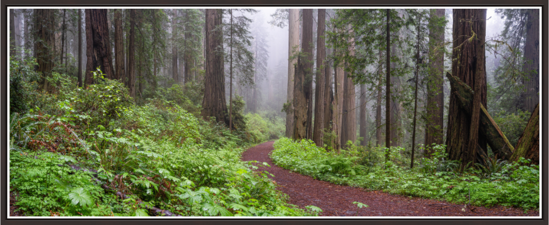 Into the mistical grove