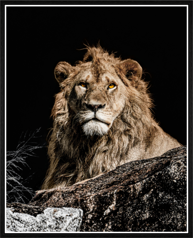 the watchful reign