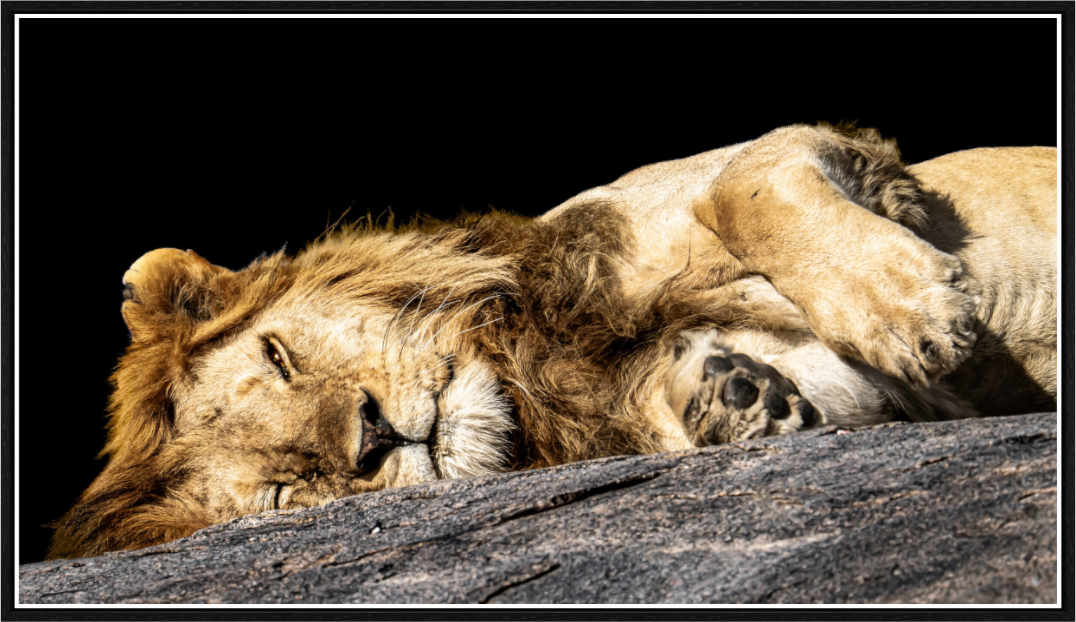 royal slumber