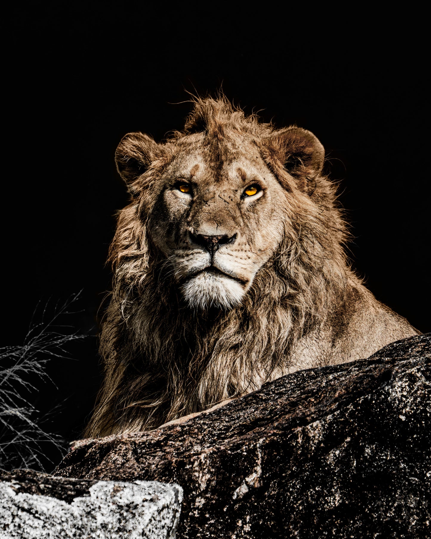 the watchful reign
