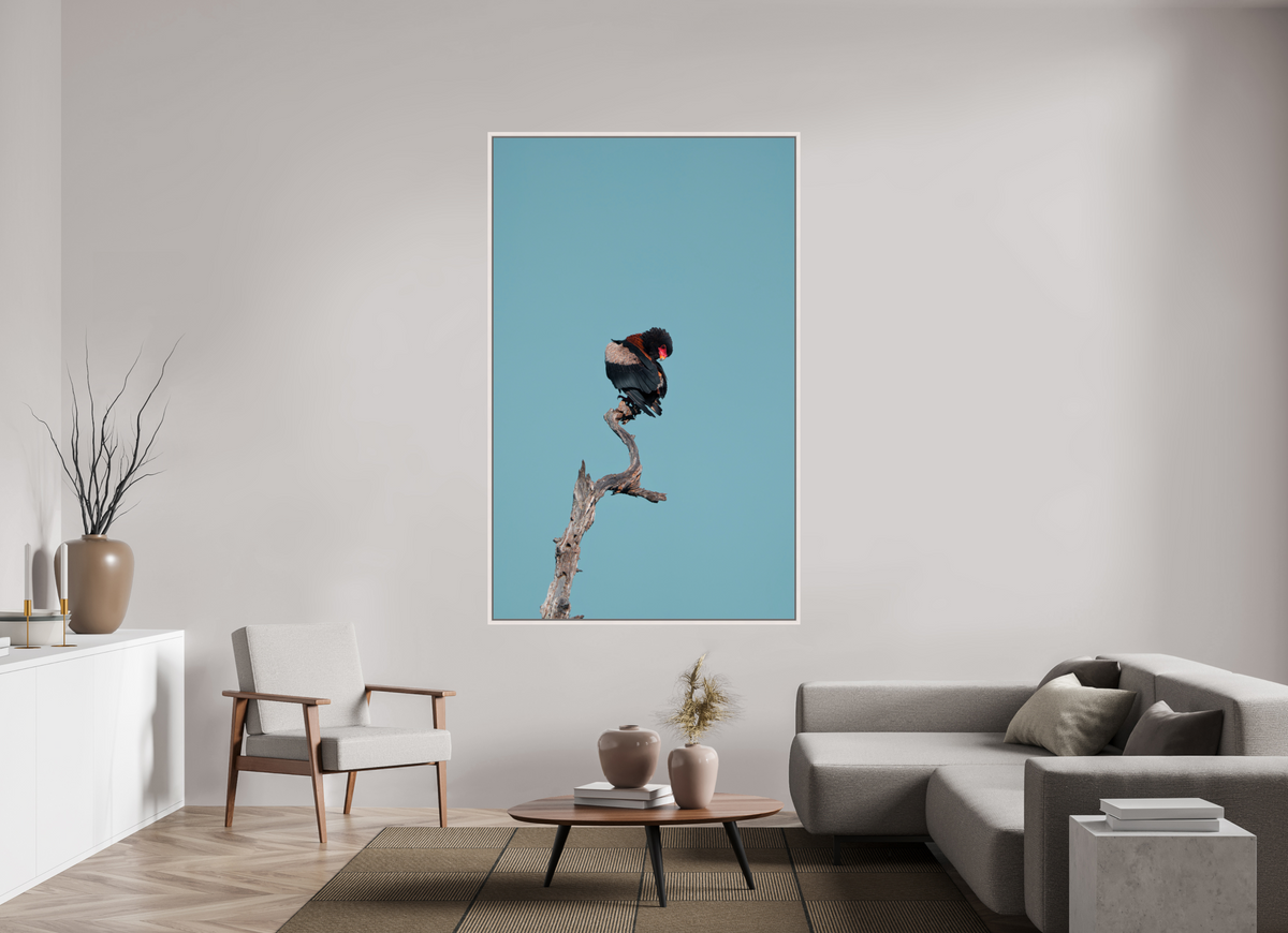 47 x 75.2″, Floater frame 0.6" White Maple no border Bateleur Eagle dead tree branch