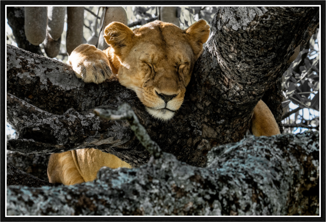 the art of resting