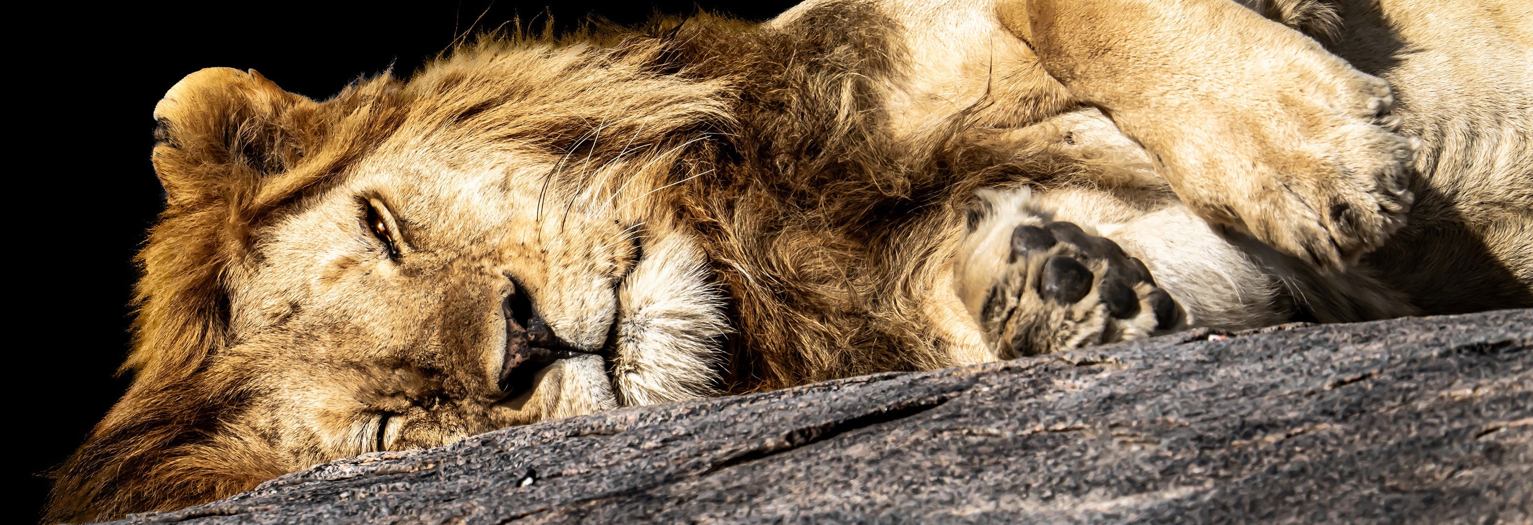 Serengeti Collection
