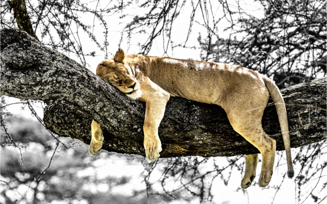 the queens nap