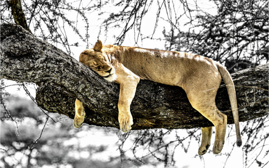 the queens nap