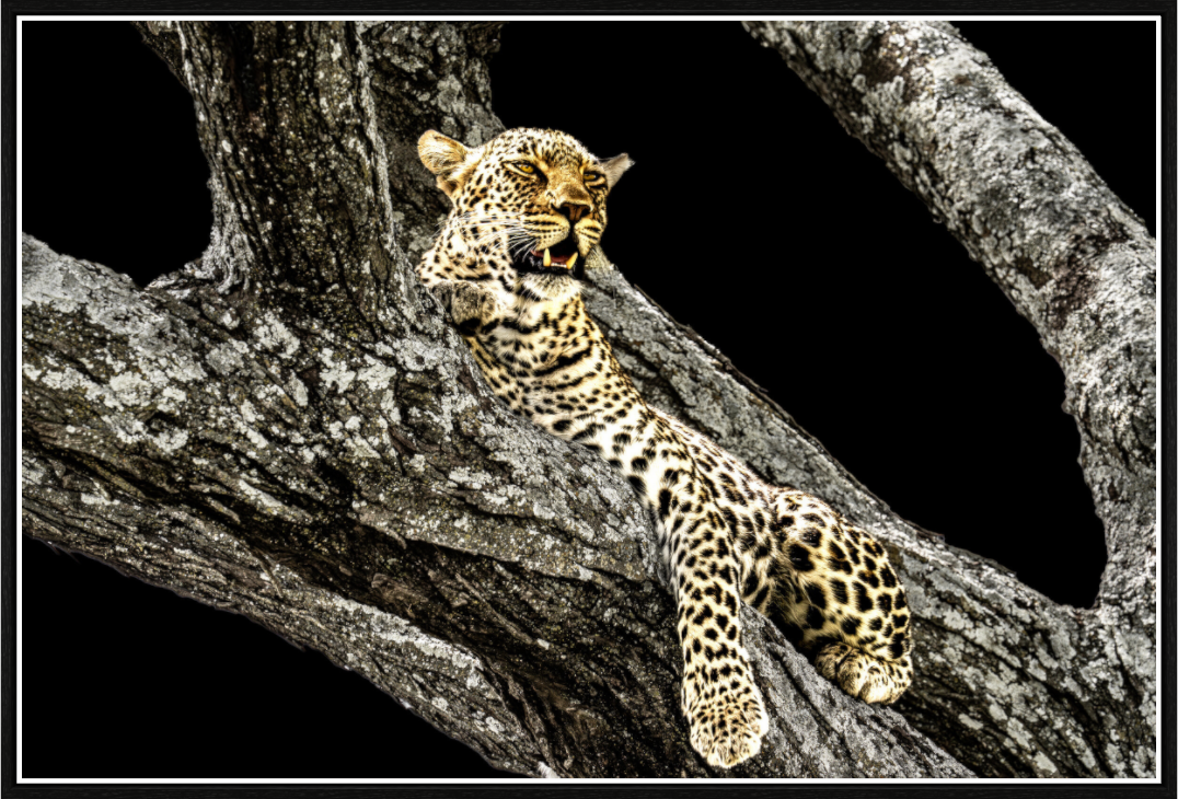 eyes over the savannah
