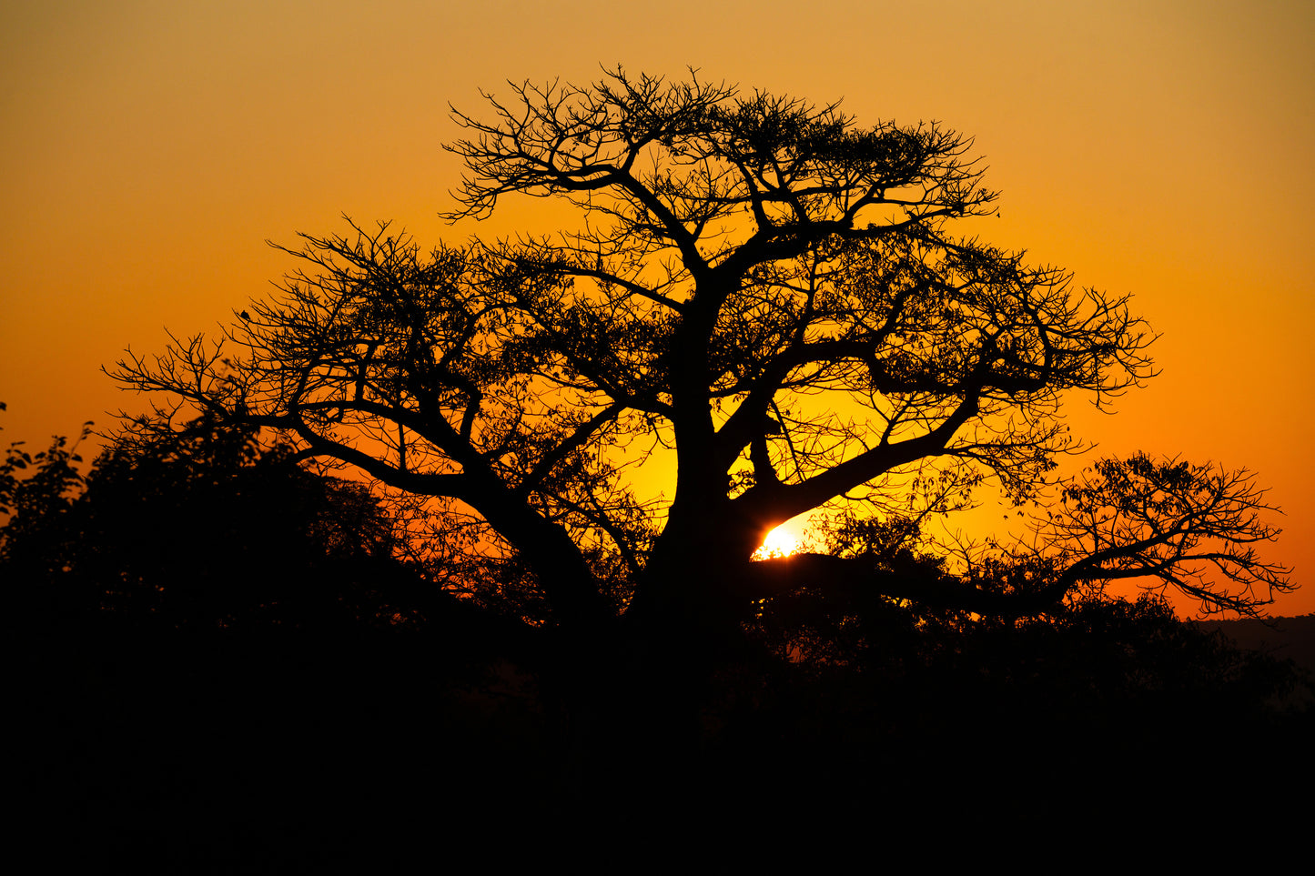 African Baobab sunset