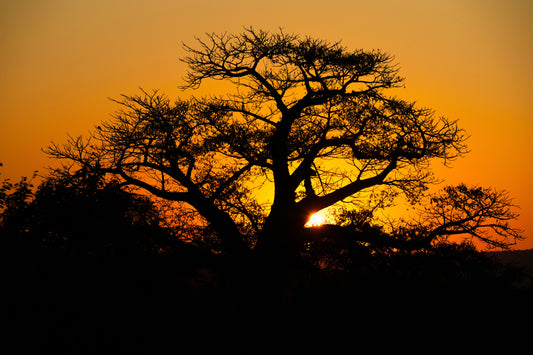 African Baobab sunset