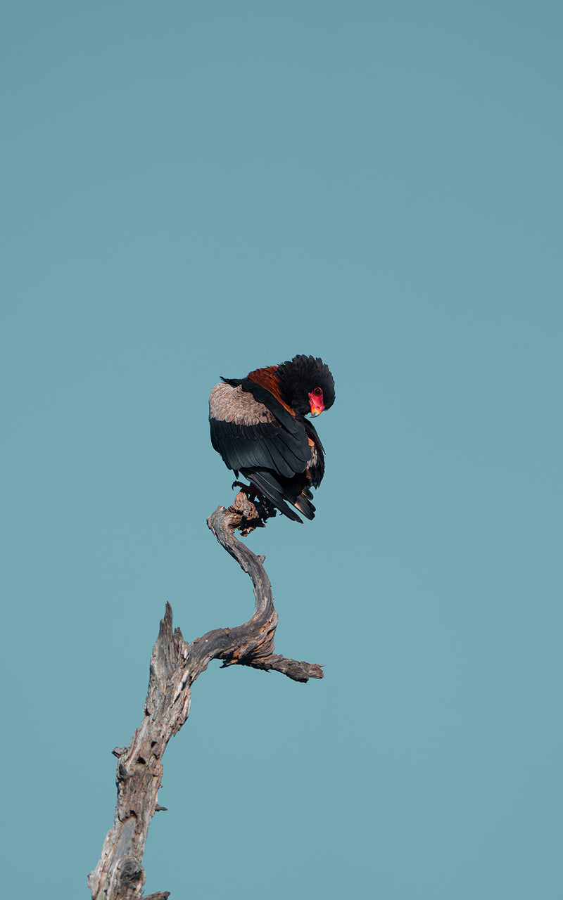 Bateleur Eagle dead tree branch