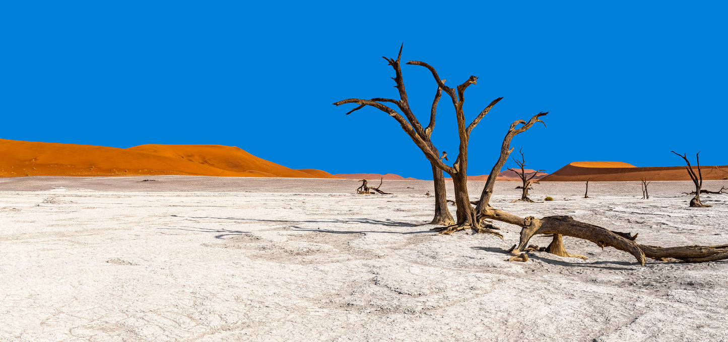 Deadvlei dreamscape #1