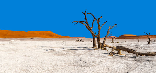 Deadvlei dreamscape #1