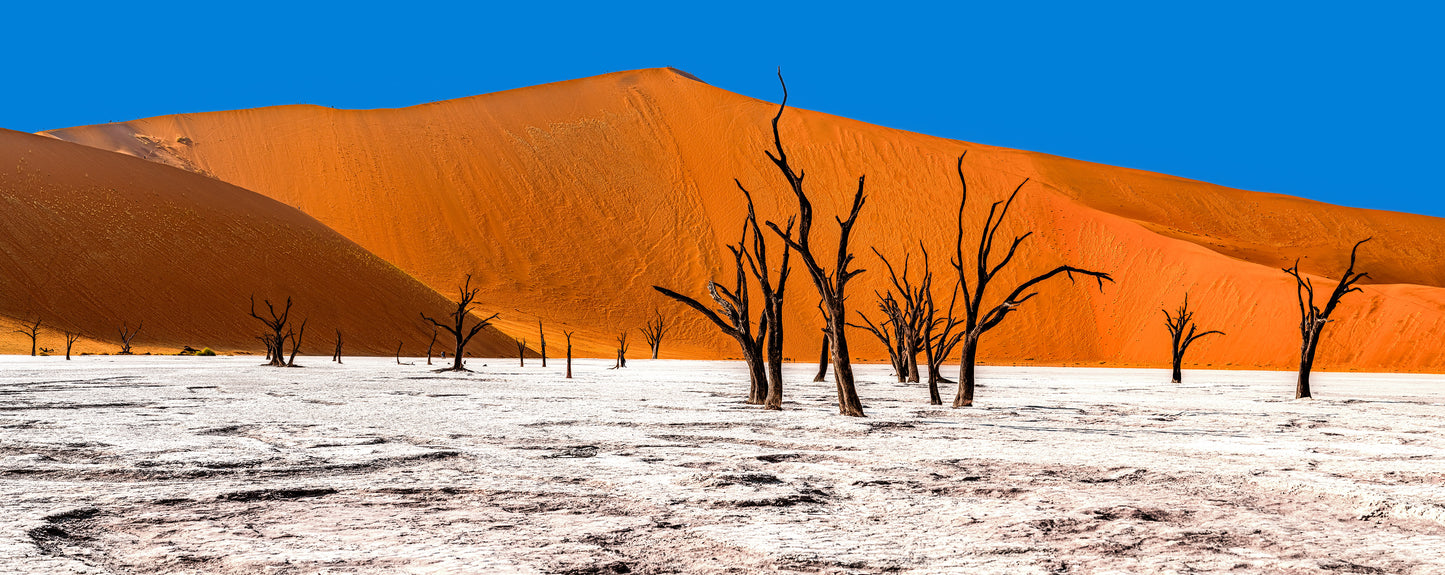 Ghosts of Sossusvlei