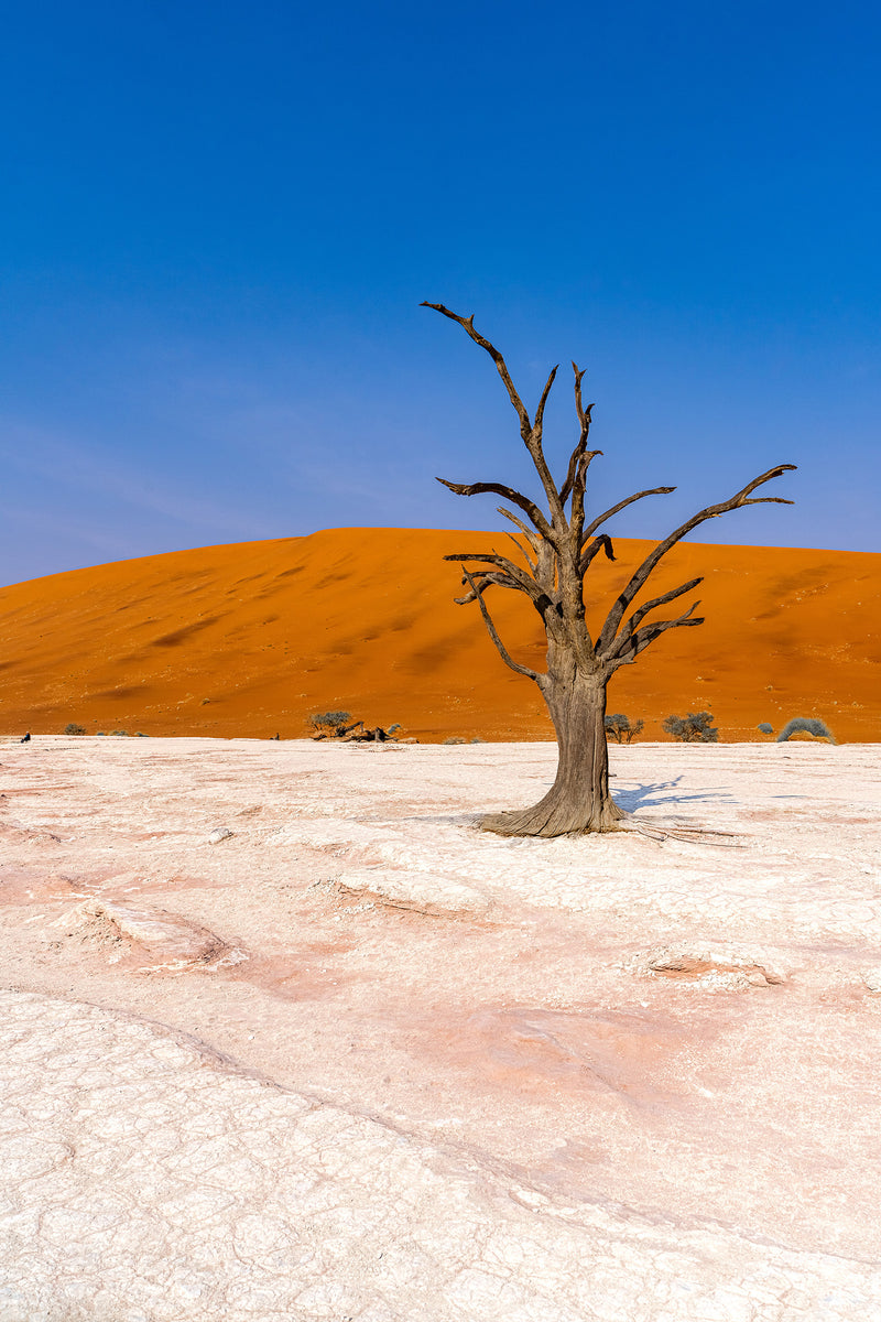 Deadvlei Dreamscape #7