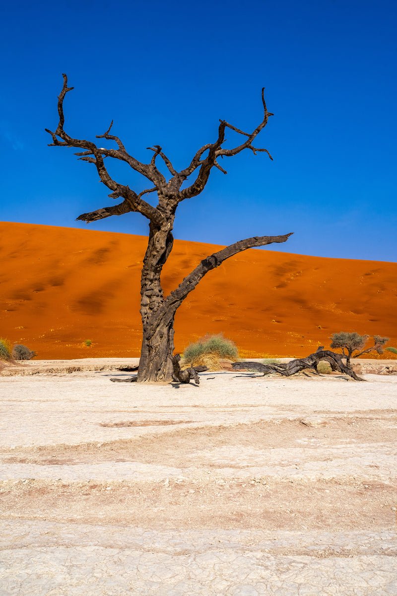 Deadvlei Dreamscape #8