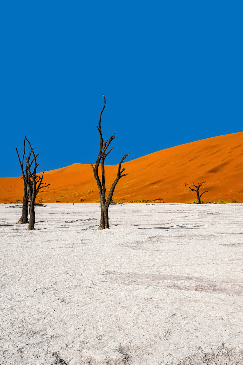 Deadvlei Dreamscape #5