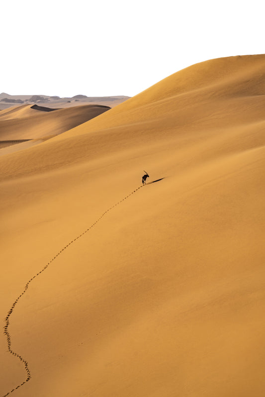 Desert & Ocean 6