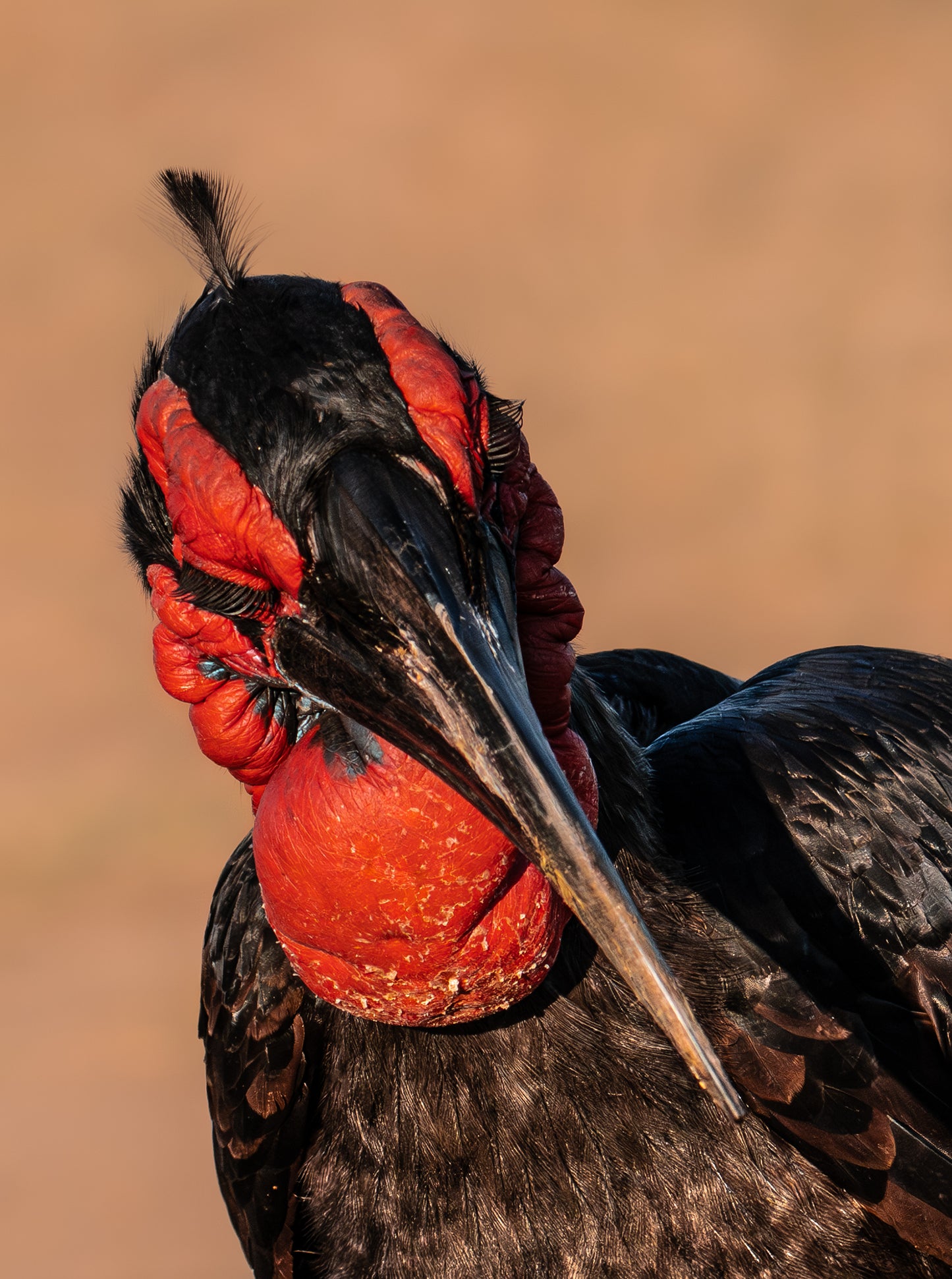 Southern Ground Hornbill #6
