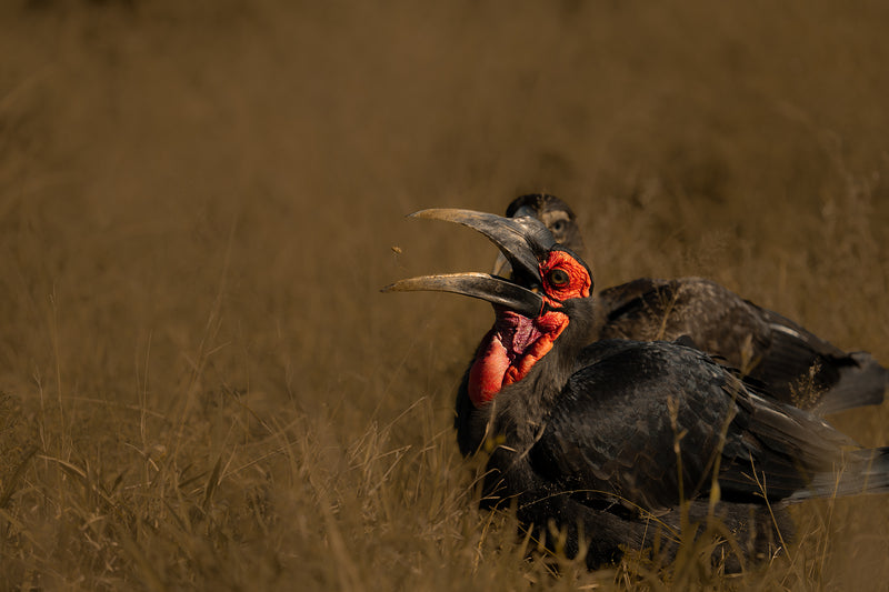 Southern Ground Hornbill #3