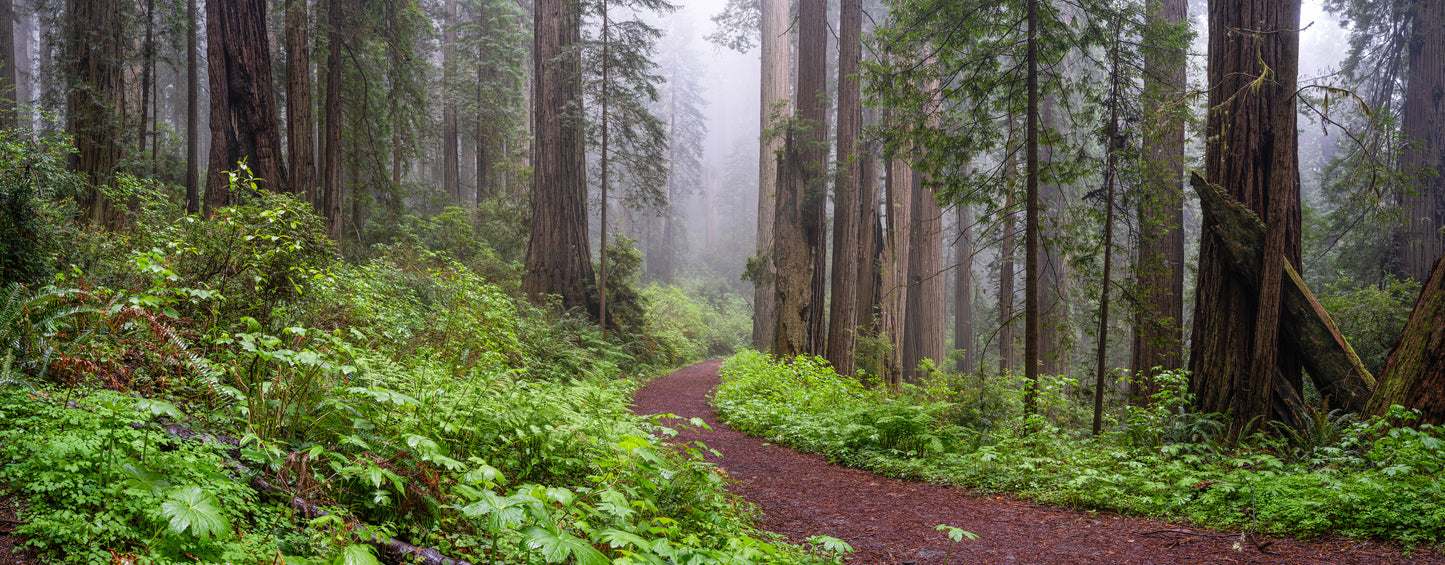 Giant Redwoods in the mist.jpg
