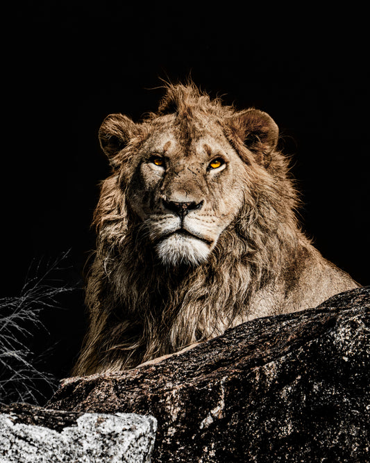 the watchful reign