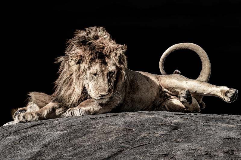 when the king dreams