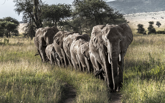 march of the matriarch
