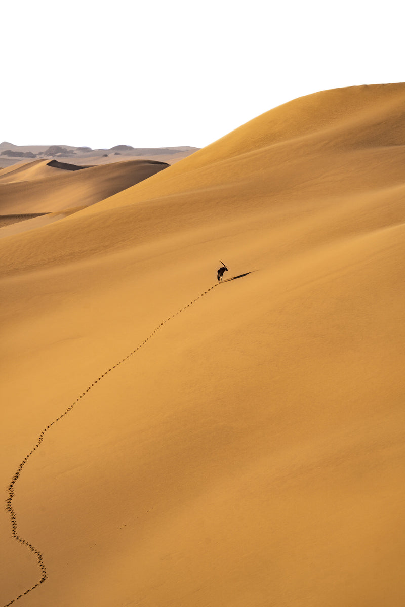 Desert & Ocean 6
