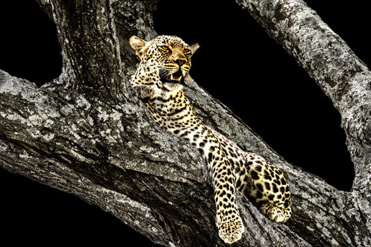eyes over the savannah
