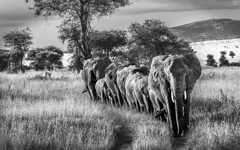 The Matriarch’s Promise