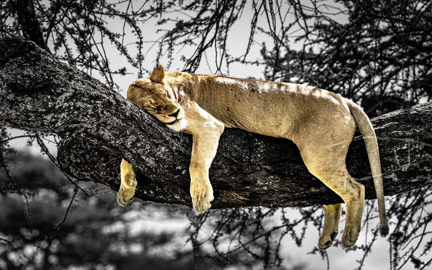 Resting queen