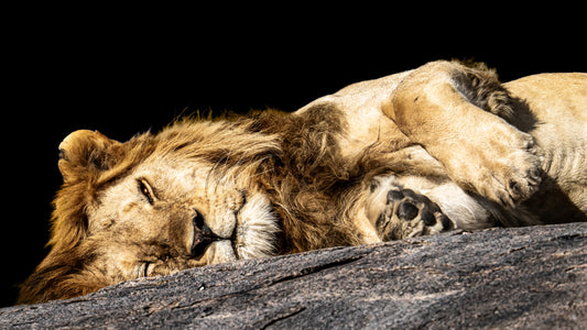 royal slumber