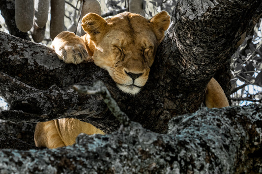 the art of resting