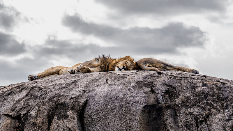 the brotherhood sleeps