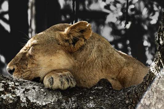 the dreaming huntress