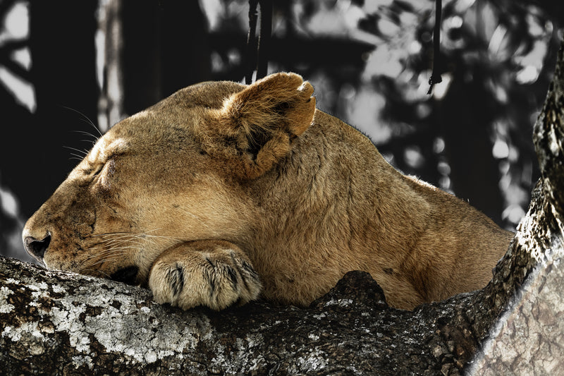 the dreaming huntress