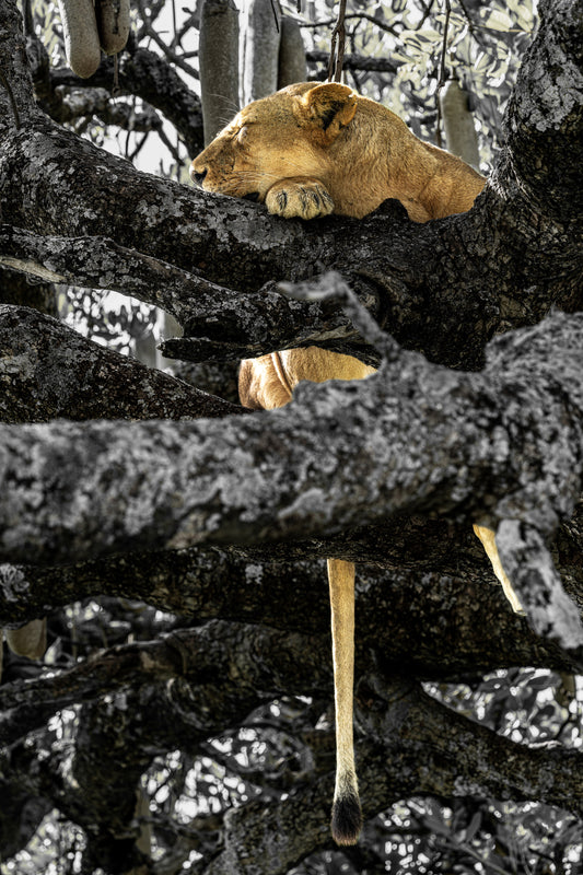 the queens refuge