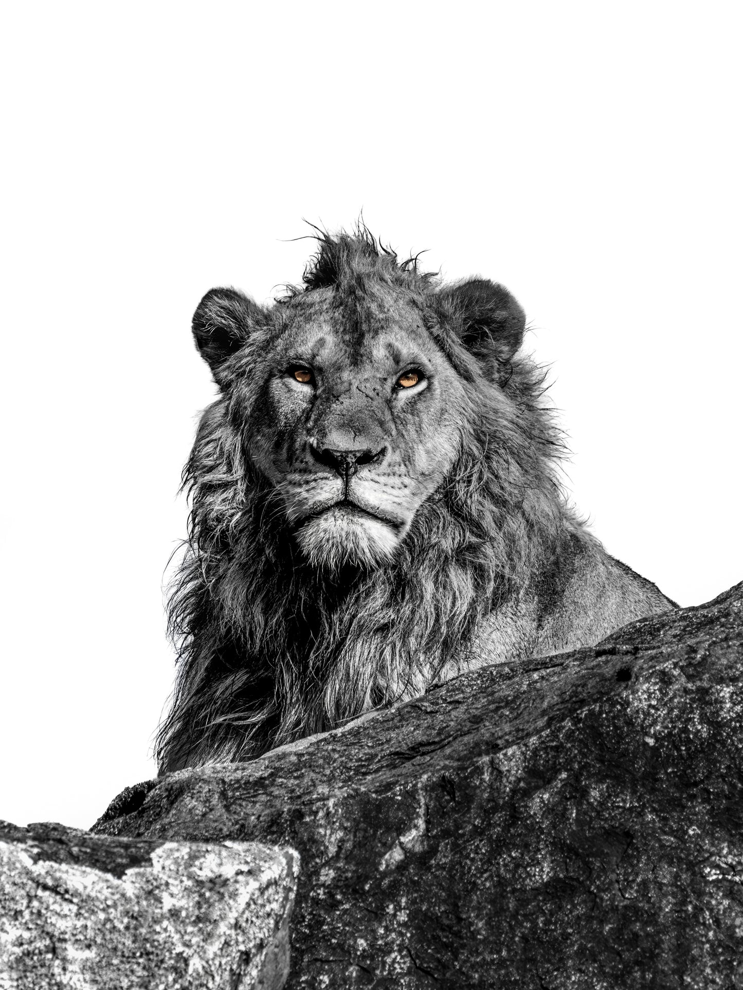 watchful reign