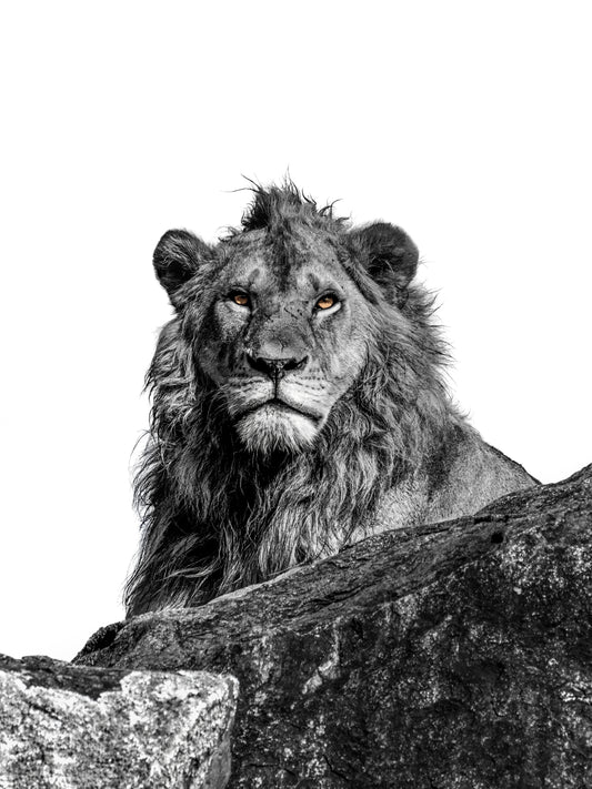 watchful reign